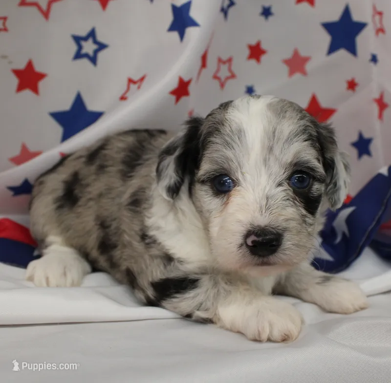 JEWEL-TOY AUSSIEDOODLE – Poodle - Toy , Toy Australian Shepherd puppy for sale in Bells, TX