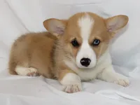 JULY-BLUE EYES , a male Pembroke Welsh Corgi for sale in Bells, TX – 5 of 10
