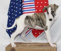 JACE-AKC, a male Whippet for sale in Bells, TX – 7 of 9