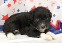 ELLA-TOY AUSSIEDOODLE, a female Poodle - Toy  and Toy Australian Shepherd for sale in Bells, TX – 4 of 4