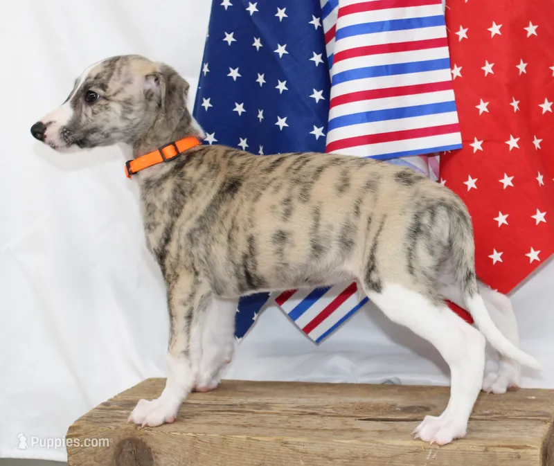 RORY-AKC – Whippet puppy for sale in Bells, TX