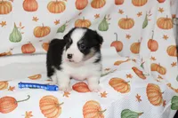 WINSTON, a female Pembroke Welsh Corgi for sale in Bells, TX – 6 of 6