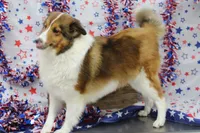 STEELHORSES FREEDOM FRAN-AKC, a female Shetland Sheepdog for sale in Bells, TX – 5 of 5