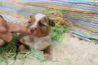 DAISY-ASDR, a female Miniature Australian Shepherd for sale in Bells, TX – Photo 5 of 5