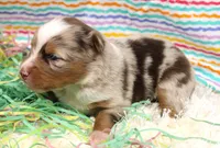 DAISY-ASDR, a female Miniature Australian Shepherd for sale in Bells, TX – Photo 3 of 5