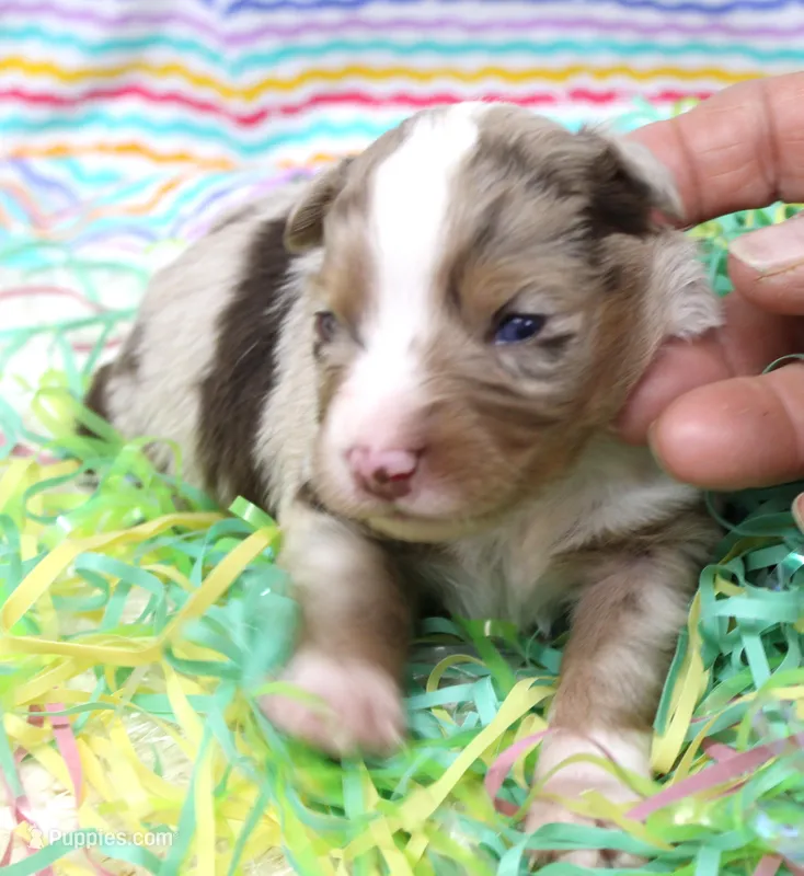 DAISY-ASDR, a female Miniature Australian Shepherd for sale in Bells, TX – Photo 1 of 5