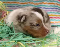 DAISY-ASDR, a female Miniature Australian Shepherd for sale in Bells, TX – Photo 4 of 5