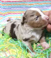 DAISY-ASDR, a female Miniature Australian Shepherd for sale in Bells, TX – Photo 2 of 5