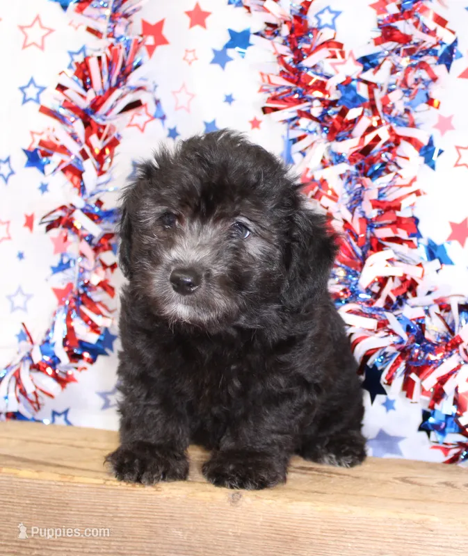 ROSCO-TOY AUSSIEDOODLE – Poodle - Toy , Toy Australian Shepherd puppy for sale in Bells, TX