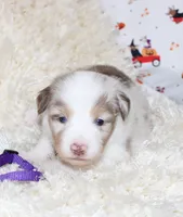 DOTTIE-ASDR BLUE EYES, a female Miniature Australian Shepherd and Toy Australian Shepherd for sale in Bells, TX – 2 of 5