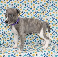 DAISY-AKC BLUE BRINDLE BLUE EYES, a female Whippet for sale in Bells, TX – 5 of 7