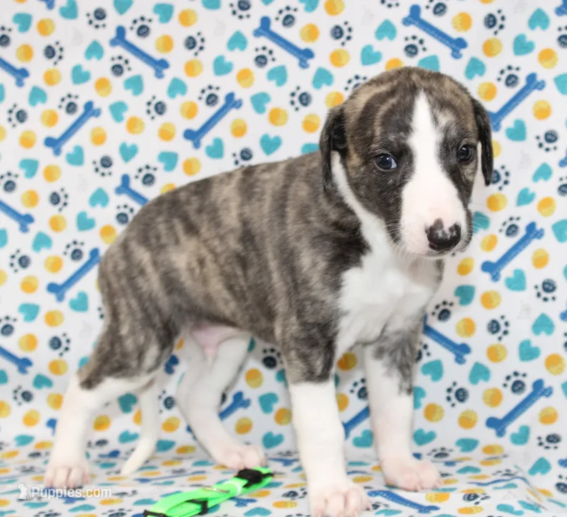 JORY-AKC – Whippet puppy for sale in Bells, TX