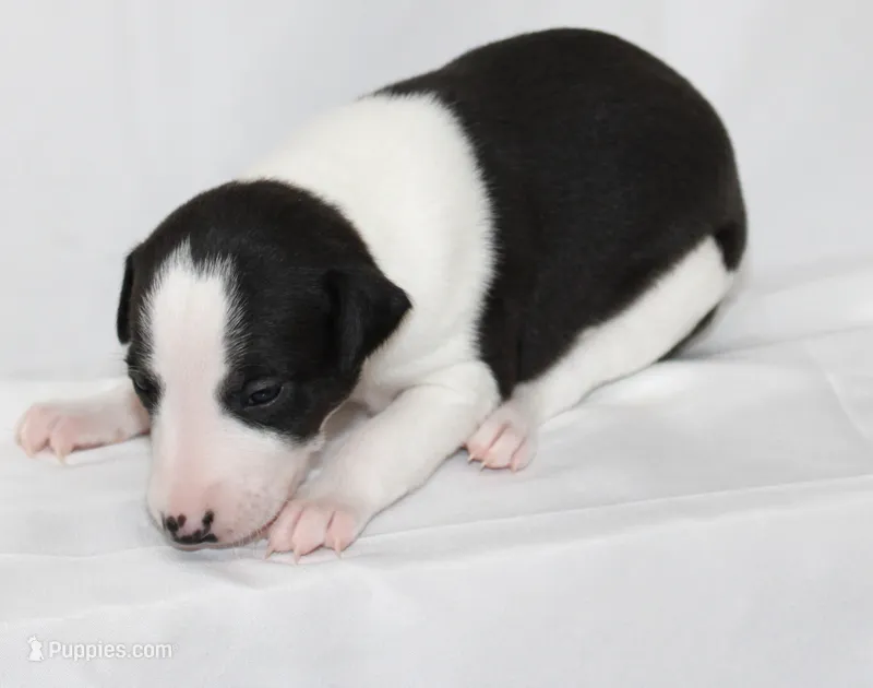 PANDA-WHIPPET – Whippet puppy for sale in Bells, TX