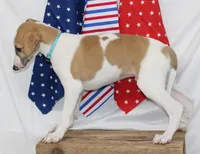 GRAHAM-WHIPPET AKC, a male Whippet for sale in Bells, TX – 4 of 10