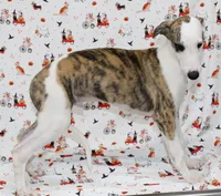 ZORY-Pending, a male Whippet for sale in Bells, TX – 4 of 10