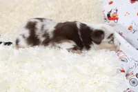 ROWDY-ASDR BLUE EYES, a male Miniature Australian Shepherd and Toy Australian Shepherd for sale in Bells, TX – 5 of 5