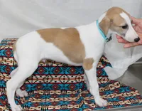 GRAHAM-WHIPPET AKC, a male Whippet for sale in Bells, TX – 9 of 10