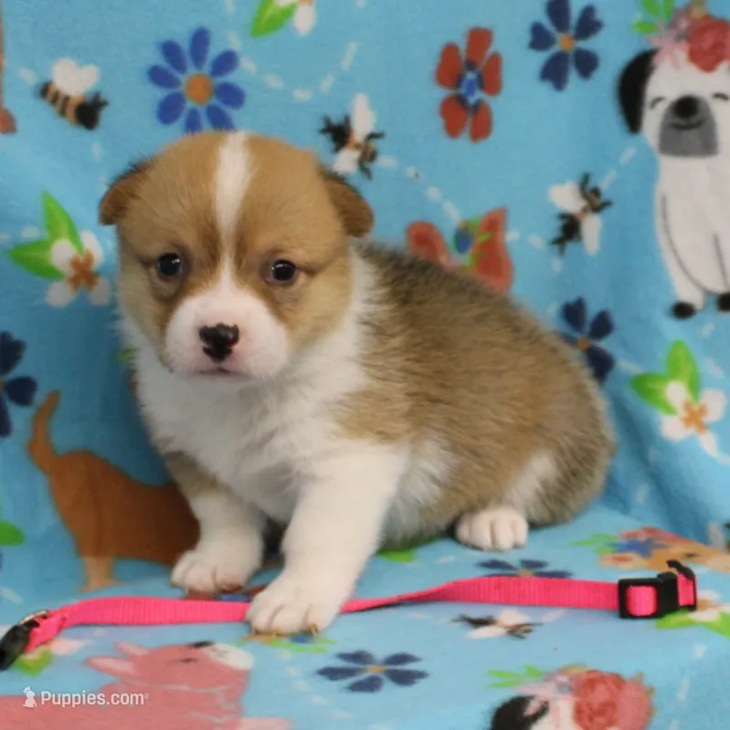 LIBERTY – Pembroke Welsh Corgi puppy for sale in Bells, TX