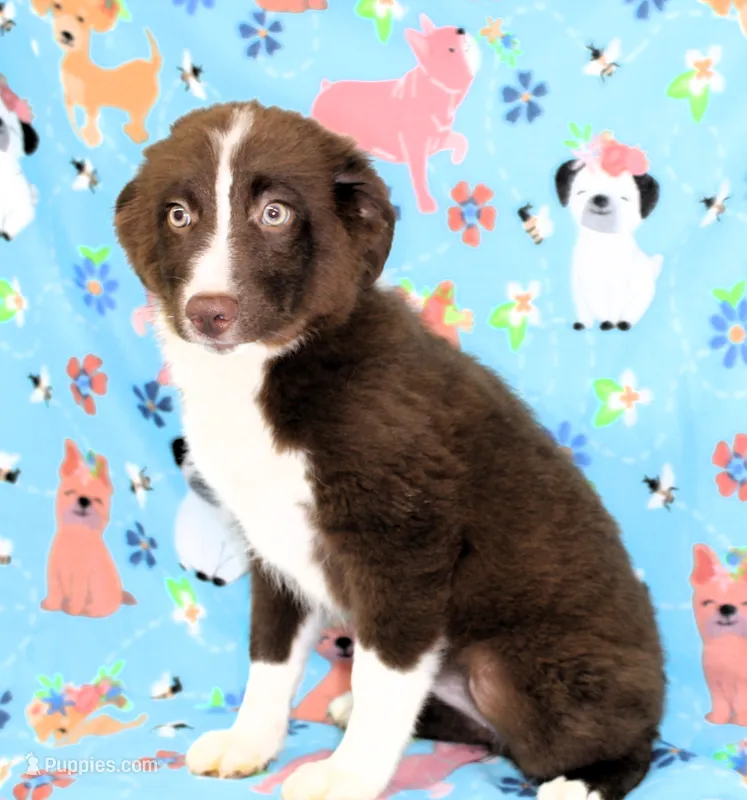 EMBER – Toy Australian Shepherd puppy for sale in Bells, TX