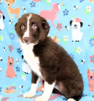 EMBER, a female Toy Australian Shepherd for sale in Bells, TX – 1 of 7
