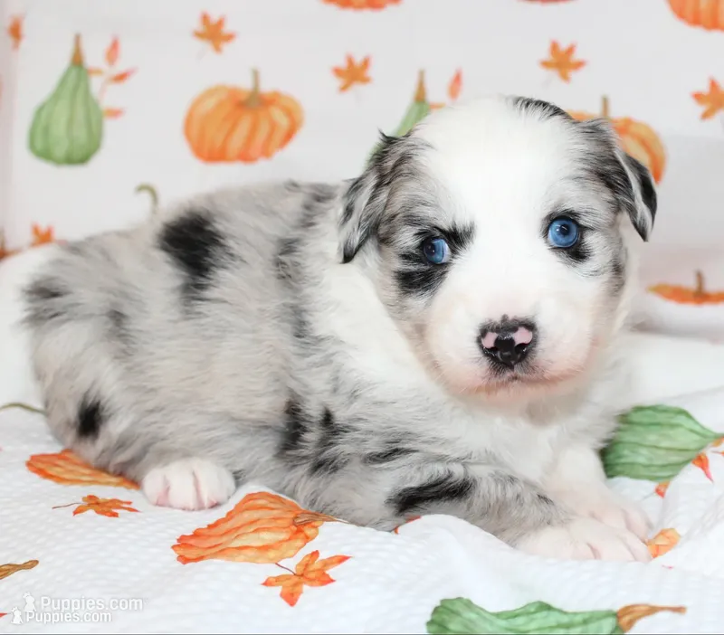 TOY AUSSIE RYDER CASH-ASDR, a male Toy Australian Shepherd for sale in Bells, TX – 1 of 6