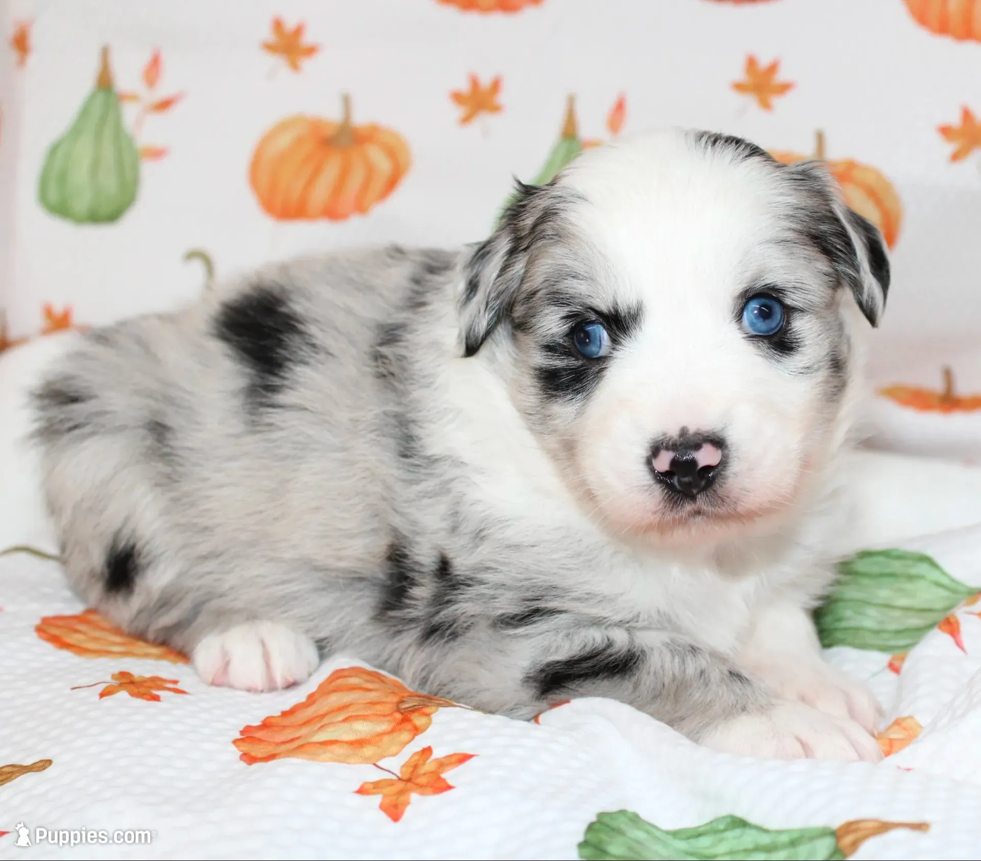 TOY AUSSIE RYDER CASH-ASDR, a male Toy Australian Shepherd for sale in Bells, TX – 1 of 6