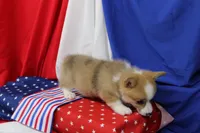JULY-BLUE EYES , a male Pembroke Welsh Corgi for sale in Bells, TX – 9 of 10