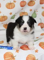WINSTON, a female Pembroke Welsh Corgi for sale in Bells, TX – 3 of 6