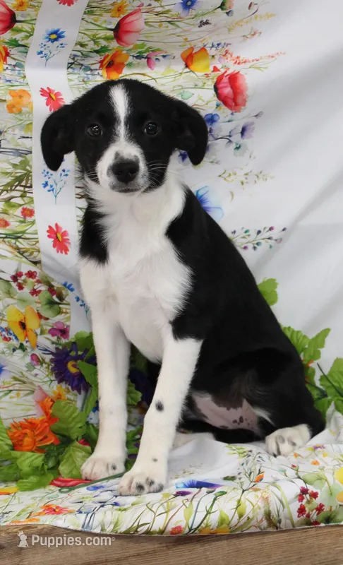 HARPER-TEXAS HEELER – Australian Cattle Dog, Toy Australian Shepherd puppy for sale in Bells, TX