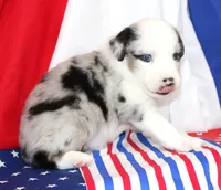 CORY-MINI AUSSIE  ASDR, a female Miniature Australian Shepherd for sale in Bells, TX – 2 of 4