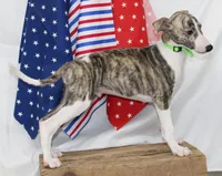 ACE-AKC, a male Whippet for sale in Bells, TX – 9 of 10