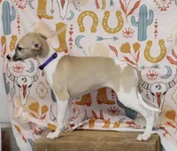 JERSEY-AKC, a female Whippet for sale in Bells, TX – 5 of 10