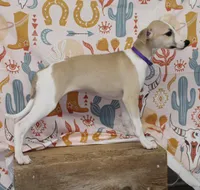 JERSEY-AKC, a female Whippet for sale in Bells, TX – 3 of 10