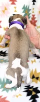 JERSEY-AKC, a female Whippet for sale in Bells, TX – Photo 2 of 3