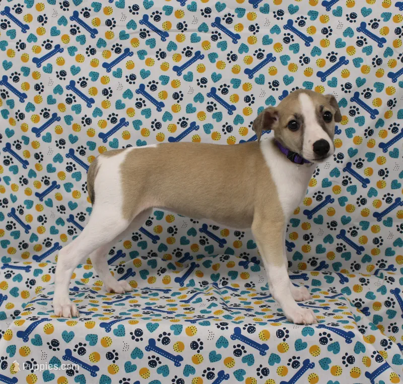 JERSEY-AKC – Whippet puppy for sale in Bells, TX