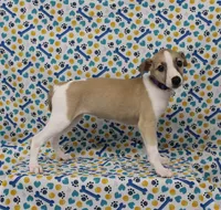 JERSEY-AKC, a female Whippet for sale in Bells, TX – Photo 1 of 9
