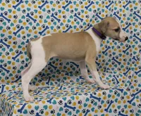 JERSEY-AKC, a female Whippet for sale in Bells, TX – Photo 4 of 9