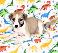 JERSEY-AKC, a female Whippet for sale in Bells, TX – Photo 6 of 9