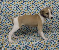 JERSEY-AKC, a female Whippet for sale in Bells, TX – Photo 3 of 9