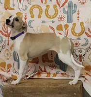 JERSEY-AKC, a female Whippet for sale in Bells, TX – 2 of 10