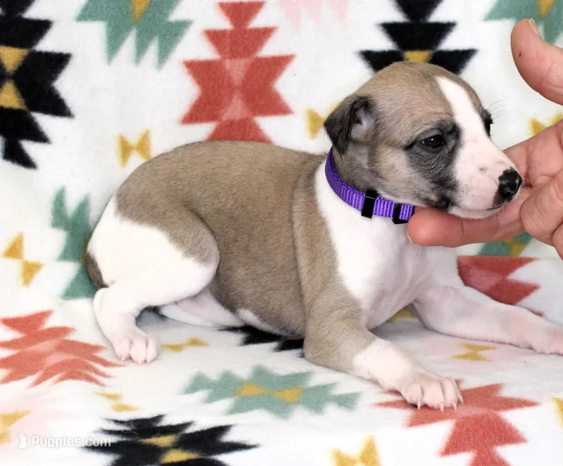 JERSEY-AKC – Whippet puppy for sale in Bells, TX