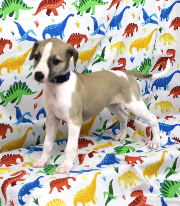 JERSEY-AKC – Whippet puppy for sale in Bells, TX