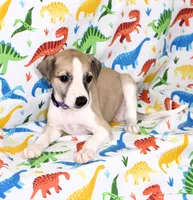 JERSEY-AKC, a female Whippet for sale in Bells, TX – Photo 8 of 9