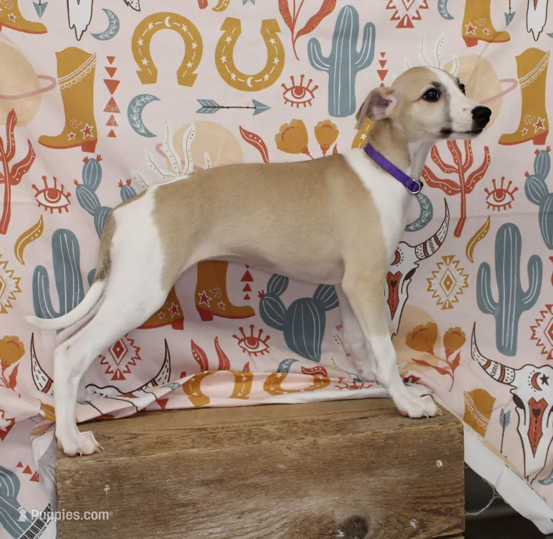 JERSEY-AKC – Whippet puppy for sale in Bells, TX