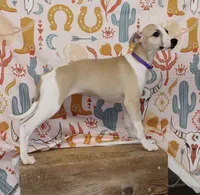 JERSEY-AKC, a female Whippet for sale in Bells, TX – 1 of 10