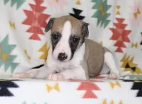 JERSEY-AKC, a female Whippet for sale in Bells, TX – Photo 3 of 3