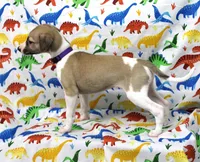 JERSEY-AKC, a female Whippet for sale in Bells, TX – Photo 7 of 9