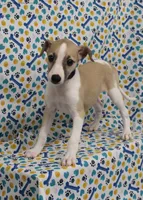 JERSEY-AKC, a female Whippet for sale in Bells, TX – Photo 2 of 9