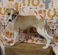 JERSEY-AKC, a female Whippet for sale in Bells, TX – 4 of 10