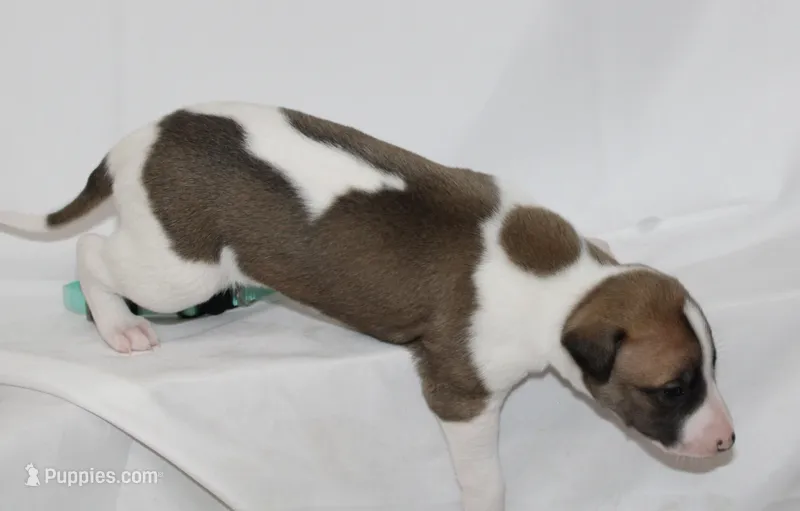 COCOA-WHIPPET AKC – Whippet puppy for sale in Bells, TX